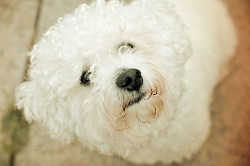 Bichon Frises are incredibly happy and energetic dogs that want to be friends with anybody. The only problem you might have is that a cat could find your pup a little too friendly when it wants some alone time.