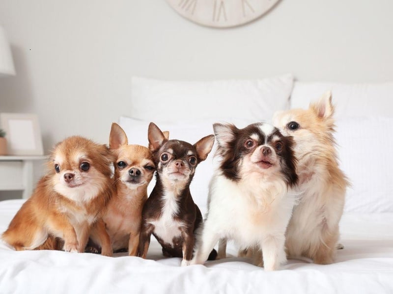 If space is at a premium then you can't get a better sleeping partner than the Chihuahua - the world's smallest dog. These dogs are packed with character and love staying close to their beloved owners all the time.