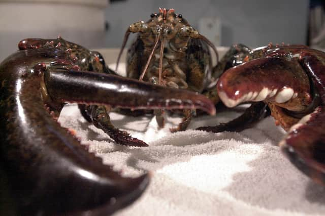 Lobsters suffer extreme trauma during the boiling process and can take up to 15 minutes to die (Picture: Darren McCollester/Getty Images)