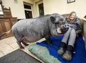 Francisco the 20-stone pig and his owner picture: Katielee Arrowsmith