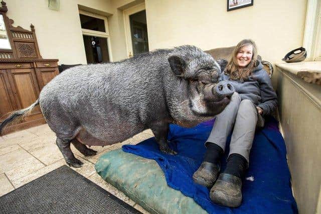 Francisco the 20-stone pig and his owner picture: Katielee Arrowsmith