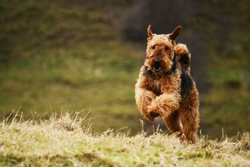 The King of Terriers, also known as the Bingley Terrier or Waterside Terrier, the Airedale Terrier is a breed that originated in the West Riding of Yorkshire. The breed has a relatively low number of health concerns, with cancer being the leading cause of death.