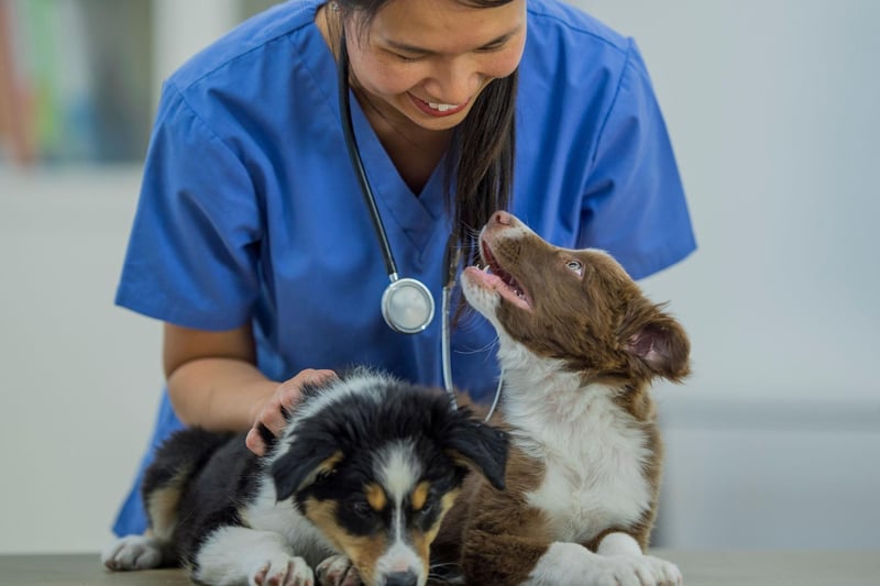 The lively and loveable Border Collie used to suffer frem several genetic conditions but DNA testing by breeders has helped eliminate many of them, meaning they tend to now be one of the healthiest breeds. Deafness and epilepsy are the two most common conditions to still affect them.