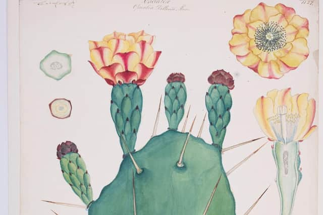 Detail from Opuntia Vulgaris by Keg de Souza