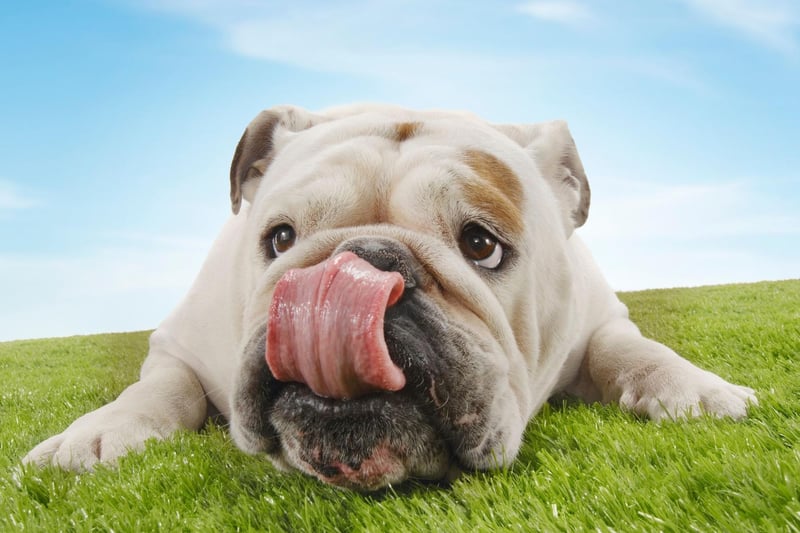 The Bulldog, sometimes known as the English Bulldog or British Bulldog, is the second most popular utility dog. A total of 11,594 people added one of these gregarious and docile dogs to their family last year according to Kennel Club registrations.