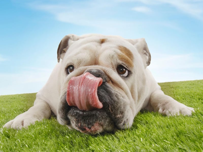 The Bulldog, sometimes known as the English Bulldog or British Bulldog, is the second most popular utility dog. A total of 11,594 people added one of these gregarious and docile dogs to their family last year according to Kennel Club registrations.