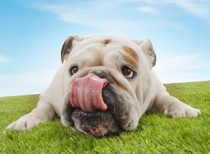 The Bulldog, sometimes known as the English Bulldog or British Bulldog, is the second most popular utility dog. A total of 11,594 people added one of these gregarious and docile dogs to their family last year according to Kennel Club registrations.