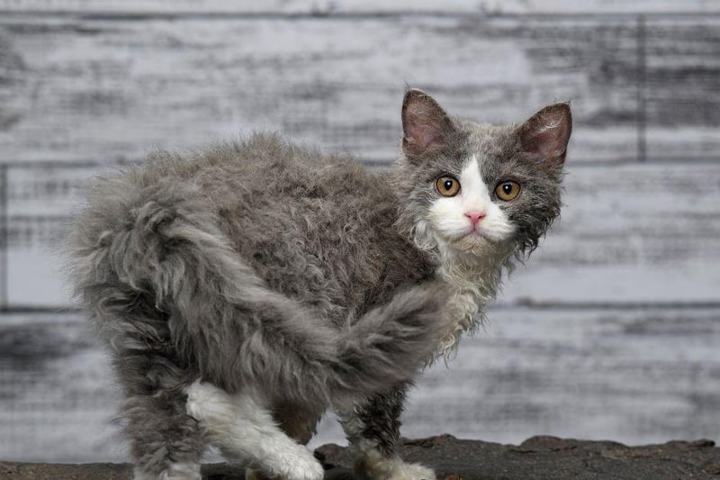 One of the more adaptable cat breeds, the Selkirk Rex can have thick, curly hair and straight and are cute as a button!