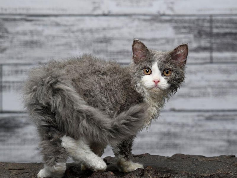 One of the more adaptable cat breeds, the Selkirk Rex can have thick, curly hair and straight and are cute as a button!