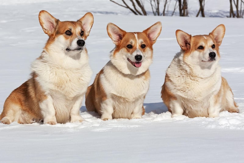 You many get your ankles nibbled if there's a nip of Corgis nearby. The habit is a throwback to their time as a herding dog, when it was used to bring sheep and other animals into line.