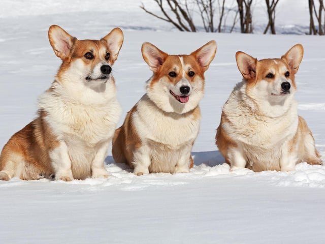 You many get your ankles nibbled if there's a nip of Corgis nearby. The habit is a throwback to their time as a herding dog, when it was used to bring sheep and other animals into line.
