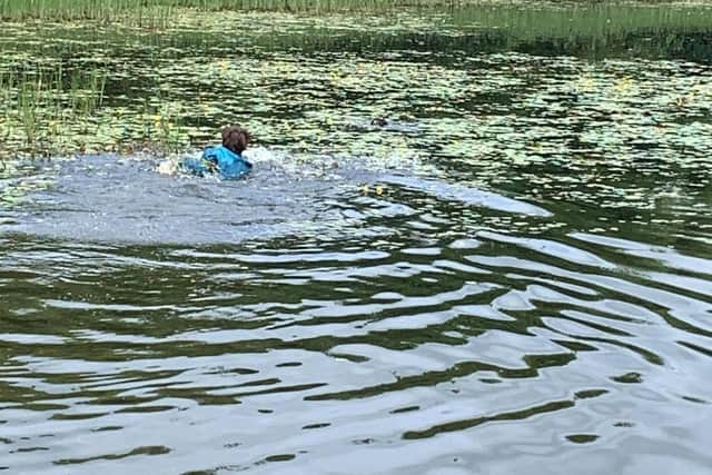 Conor swimming out to fetch Charlie who was struggling to stay above the water picture: Jane Warner