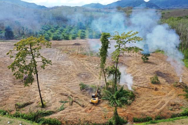 Logging and land clearing of rainforest for the palm oil industry has been widely condemned by environmental groups. Picture: Rich Carey/Getty