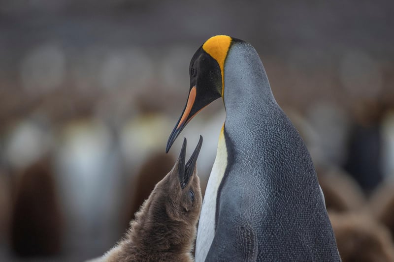 A British wildlife photographer has selected some of his finest king penguin images to celebrate World Penguin Day.