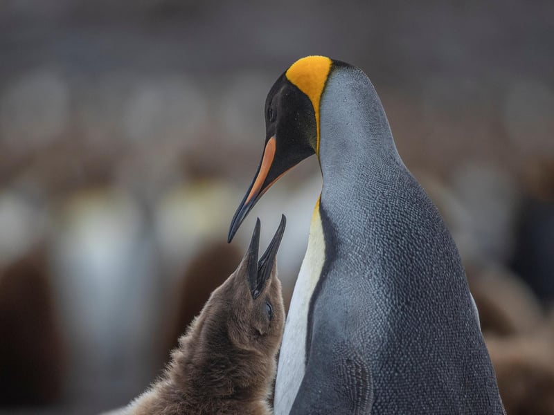 A British wildlife photographer has selected some of his finest king penguin images to celebrate World Penguin Day.