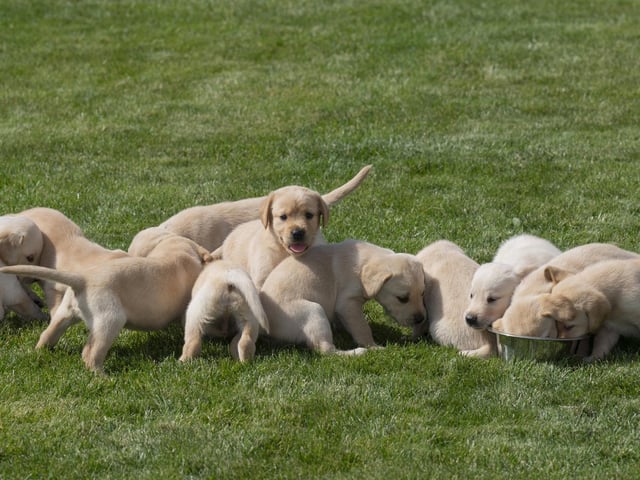 Eleven guide dog puppies have been given names inspired by Taylor Swift's lyrics and song titles.