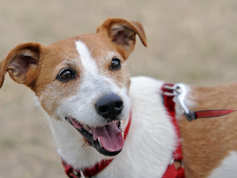 The Parson Russell Terrier is obedient and energetic, often excelling in dog sports such as agility courses. Not to be confused with the Jack Russell, a separate breed, these terriers were bred to help hunt foxes and badgers. If you're considering getting one, make sure you're prepared to give them plenty of exercise.