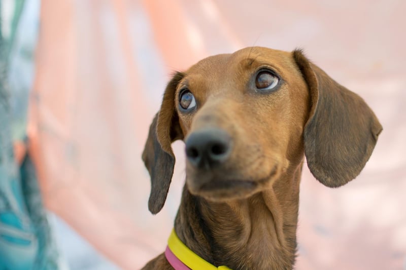 There are countless varieties of Dachshund - with 15 different colours, six marking types, three coat types, and three sizes. The most common type in the UK is the red standard smooth coat Dachshund.