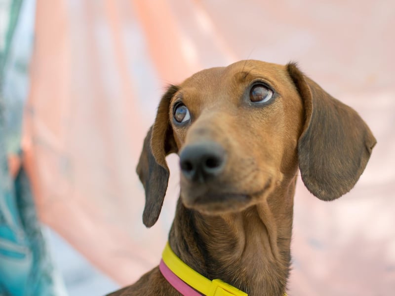 There are countless varieties of Dachshund - with 15 different colours, six marking types, three coat types, and three sizes. The most common type in the UK is the red standard smooth coat Dachshund.