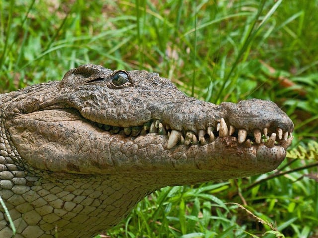 At the 2017 Arnold Palmer Invitational, an alligator wandered onto the green, forcing a golfer to take a drop away from the reptile.