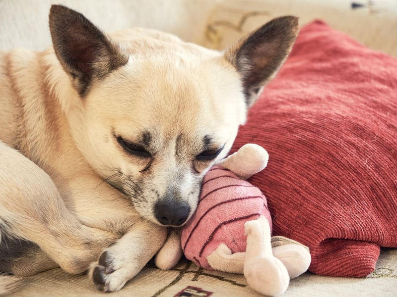 Tiny and loud, Chihuahuas are small dogs with big attitudes and huge personalities. Weighing just under three kilos on average, it goes without saying that they do not need hours and hours of physical activity. A stroll in the park will do the job, and they will then be ready to head back home without any complaints.