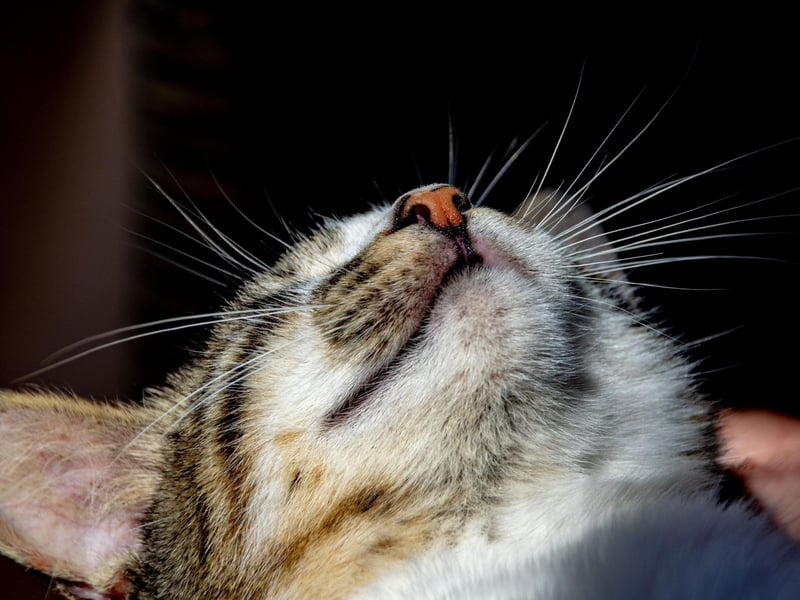 Britain's most popular cat by quite some distance is the humble domestic shorthair, or Moggie. What these crossbreeds lack in pedigree they more than make up for in friendliness, easy nature and general good health.