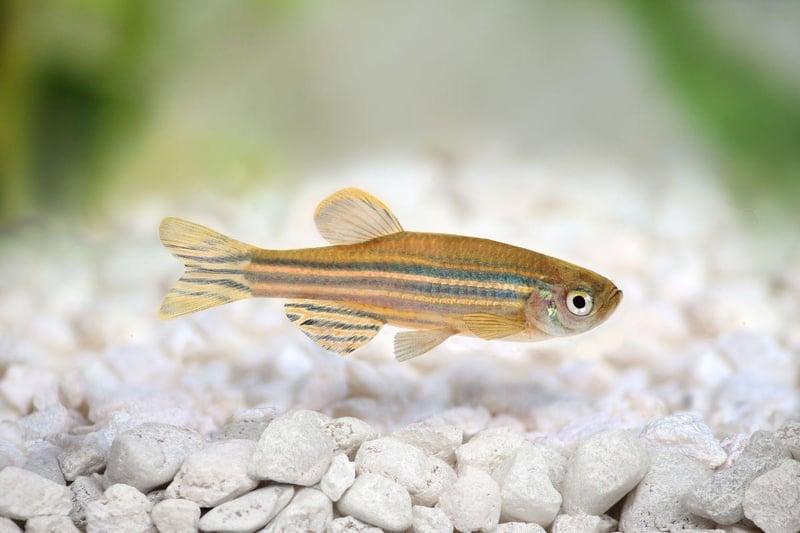 Also known as the Zebra Fish. like most of the fish on this list the Zebra Danio is a relatively small fish, hence doesn't need an enormous tank. Get at least five and they will naturally form a school. These fish will eat pretty much anything so that's one less thing to worry about.