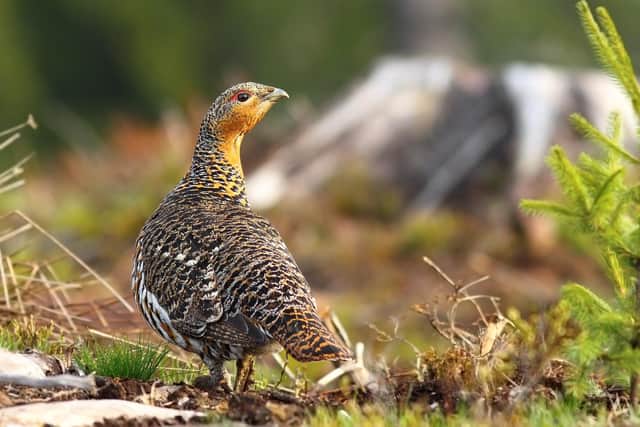Capercaillie are one of Scotland's rarest species. Only a few hundred birds are said to be left (pic: Getty Images/iStockphoto)