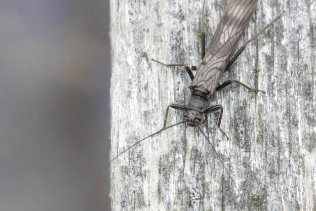 Scotland's population of northern February red stoneflies (Brachyptera putata), mainly in north-east Scotland and the Highlands, is of international significance (Picture: Gus Jones)