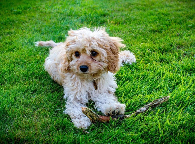 The Cavapoo - a cross between the Cavalier King Charles Spaniel and a Poodle - is the runner-up when it comes to pricey dog breeds, with an average price of £2,949.