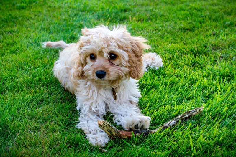 The Cavapoo - a cross between the Cavalier King Charles Spaniel and a Poodle - is the runner-up when it comes to pricey dog breeds, with an average price of £2,949.