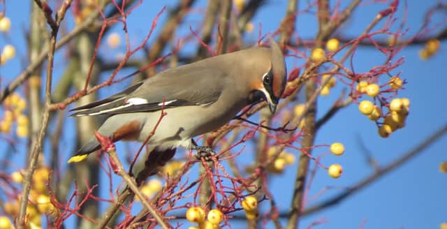 A waxwing in Scotland.