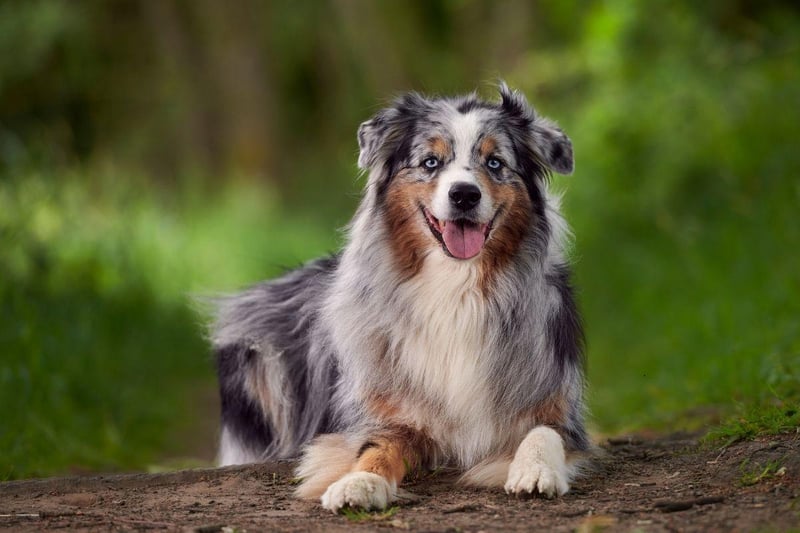 Another active working breed, a lack of activity and company tends to make the Australian Shepherd bored and anxious