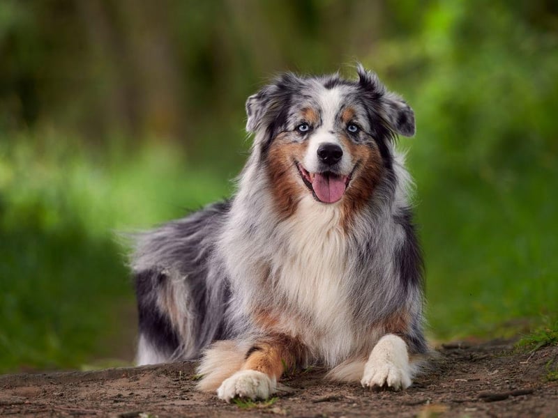 Another active working breed, a lack of activity and company tends to make the Australian Shepherd bored and anxious