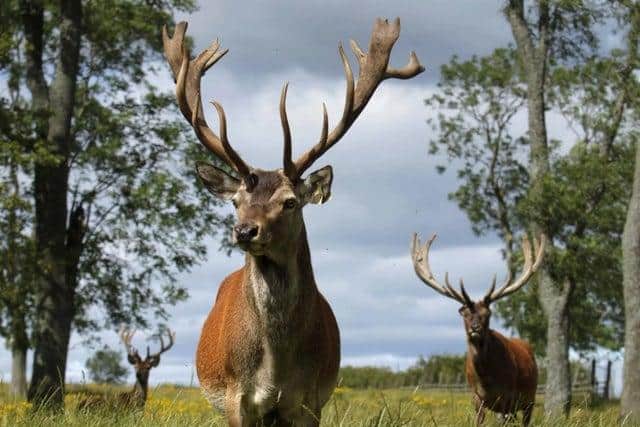 A member of the public told the SPCA they had found four mutilated deer over the past three to four weeks.