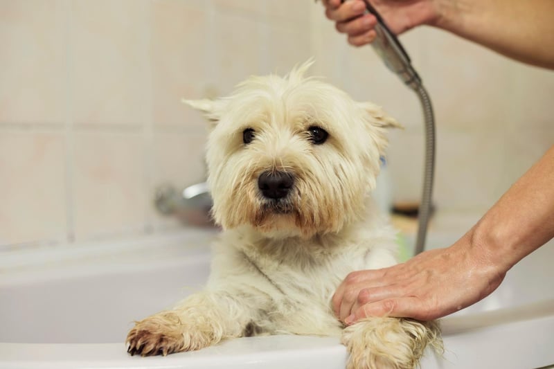 Always check the water temperature before wetting your dog. What feels warm enough on our skin tends to be over 100.4°F, and this is in fact too warm for your dog’s skin. Water temperature over 98.6°F can increase your pet’s heart rate too much, causing a strain, especially for puppies and older dogs.