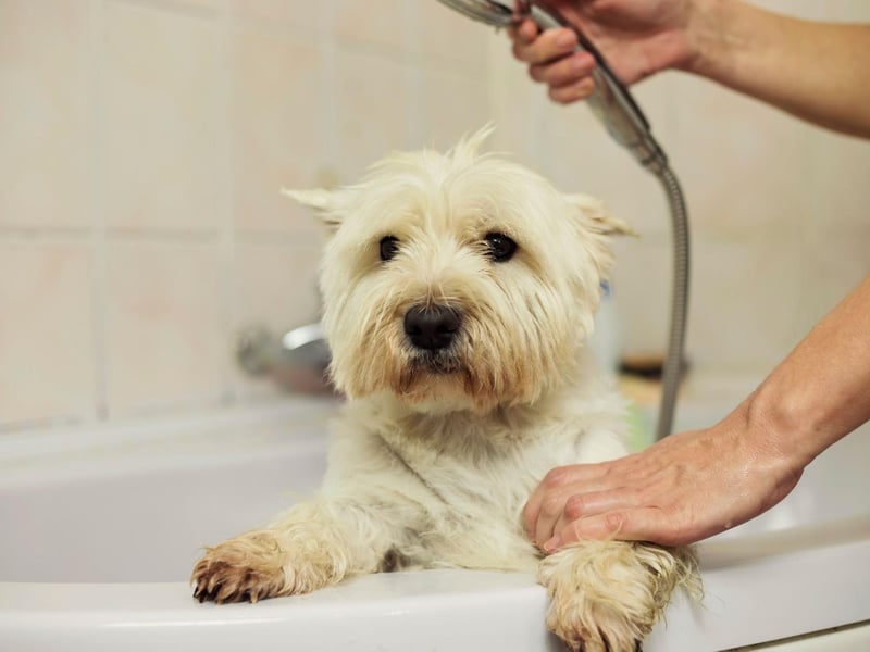 Always check the water temperature before wetting your dog. What feels warm enough on our skin tends to be over 100.4°F, and this is in fact too warm for your dog’s skin. Water temperature over 98.6°F can increase your pet’s heart rate too much, causing a strain, especially for puppies and older dogs.