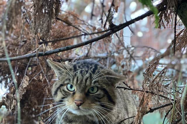 Releasing wildcats in the Cairngorms will be an important first step in helping to re-establish the species (Pic: Saving Wildcats)