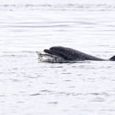 Dolphins are a common sight around Scotland's coastal areas.