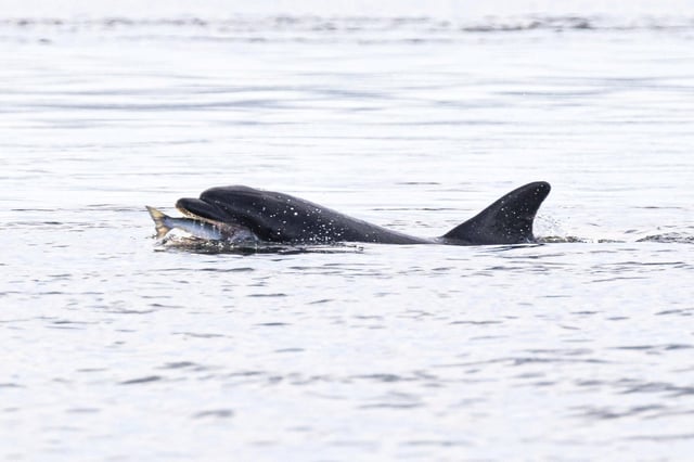 Dolphins are a common sight around Scotland's coastal areas.