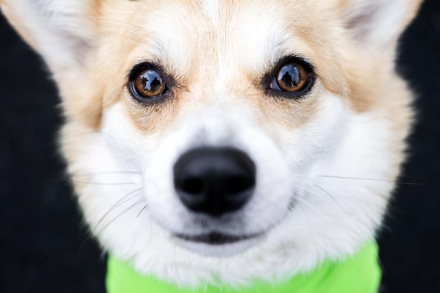 Participants take part in the Corgi Derby at Musselburgh Racecourse