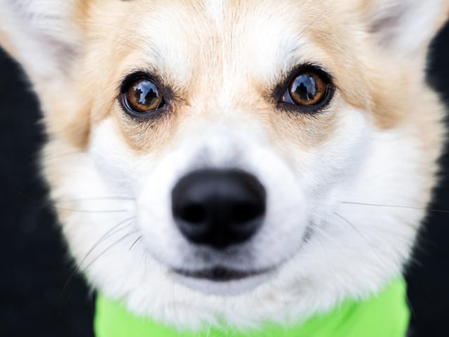 Participants take part in the Corgi Derby at Musselburgh Racecourse