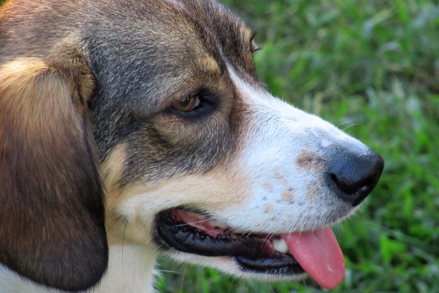 Bred for its strong hunting insticts, keen sense of smell and speed, the Kennel Club didn't receive a single registration of a foxhound last year.