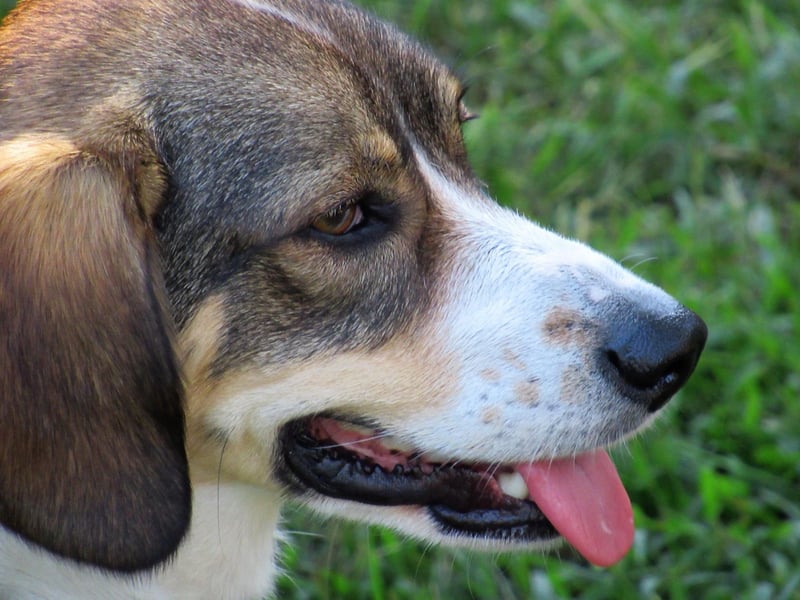 Bred for its strong hunting insticts, keen sense of smell and speed, the Kennel Club didn't receive a single registration of a foxhound last year.