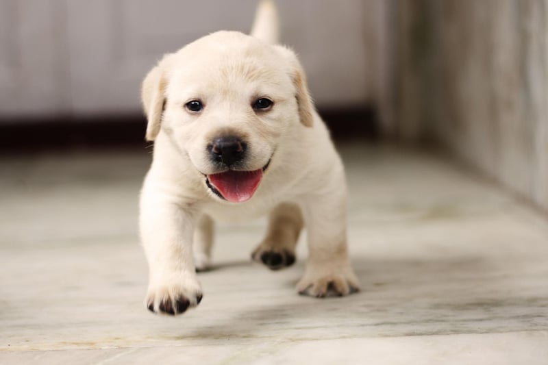 The Labrador Retriever is the most popular dog in the UK and is also the happiest. They are genetically predisposed to be cheery, with food, walks and pats all greeted with  blissful joy.