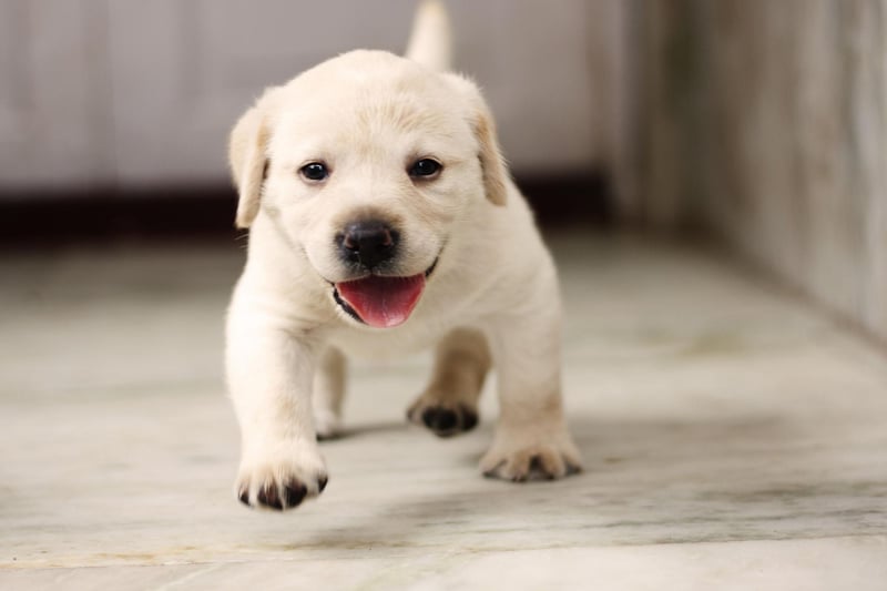 The Labrador Retriever is the most popular dog in the UK and is also the happiest. They are genetically predisposed to be cheery, with food, walks and pats all greeted with blissful joy.