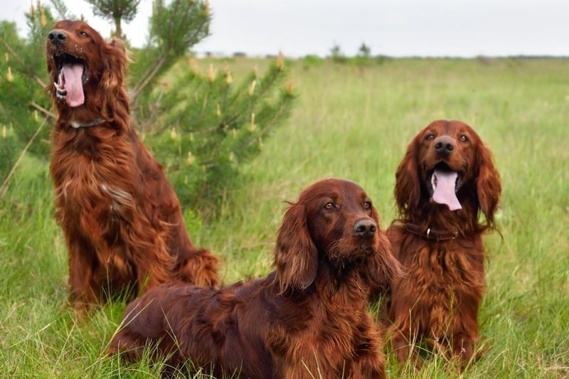 Another dog that is cheeriest while exercising, Irish Setters never get tired of playing with their families, a constantly-wagging tail demonstrating just how happy they are. Their distinctive red colour made them easy for hunters to see when using them to help find game.
