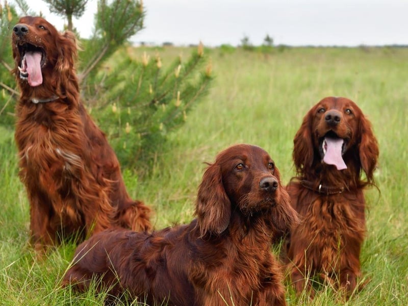 Another dog that is cheeriest while exercising, Irish Setters never get tired of playing with their families, a constantly-wagging tail demonstrating just how happy they are. Their distinctive red colour made them easy for hunters to see when using them to help find game.
