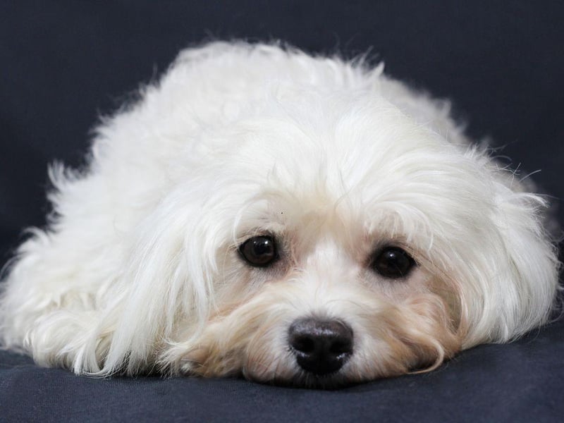 The Havanese is Cuba's national dog and is getting pretty popular in the UK too, with registrations up by 652 per cent in the last 25 years.