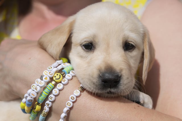 Eleven guide dog puppies have been given names inspired by Taylor Swift's lyrics and song titles.
